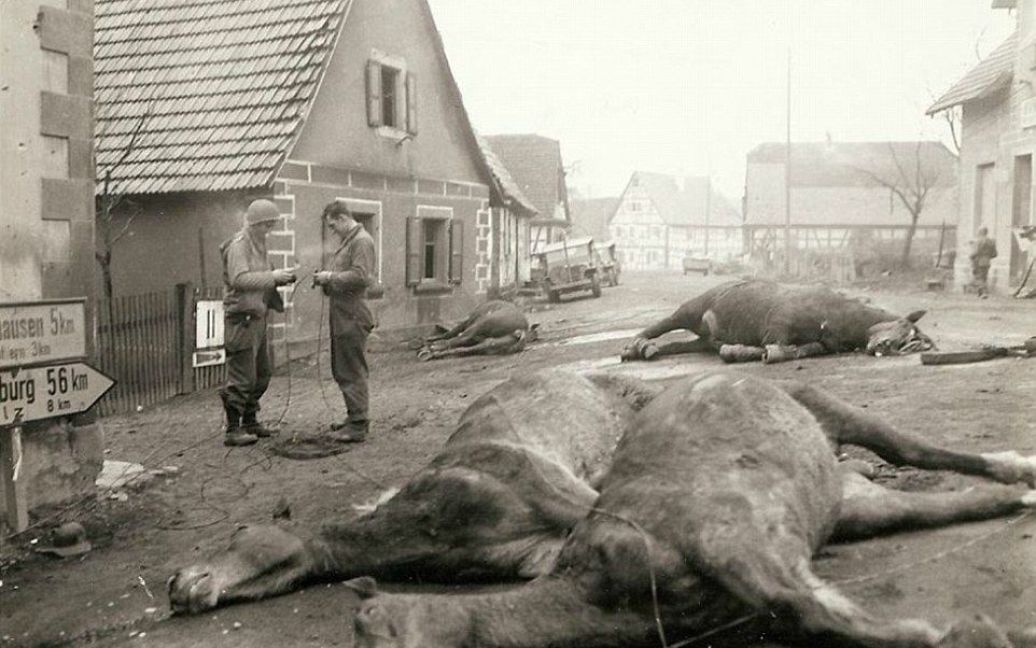 Четверо лошадей, которые принадлежали немецким артиллеристам лежат мертвые посреди улицы. На этой же улице были убиты пятеро немецких солдат. / © Argunners