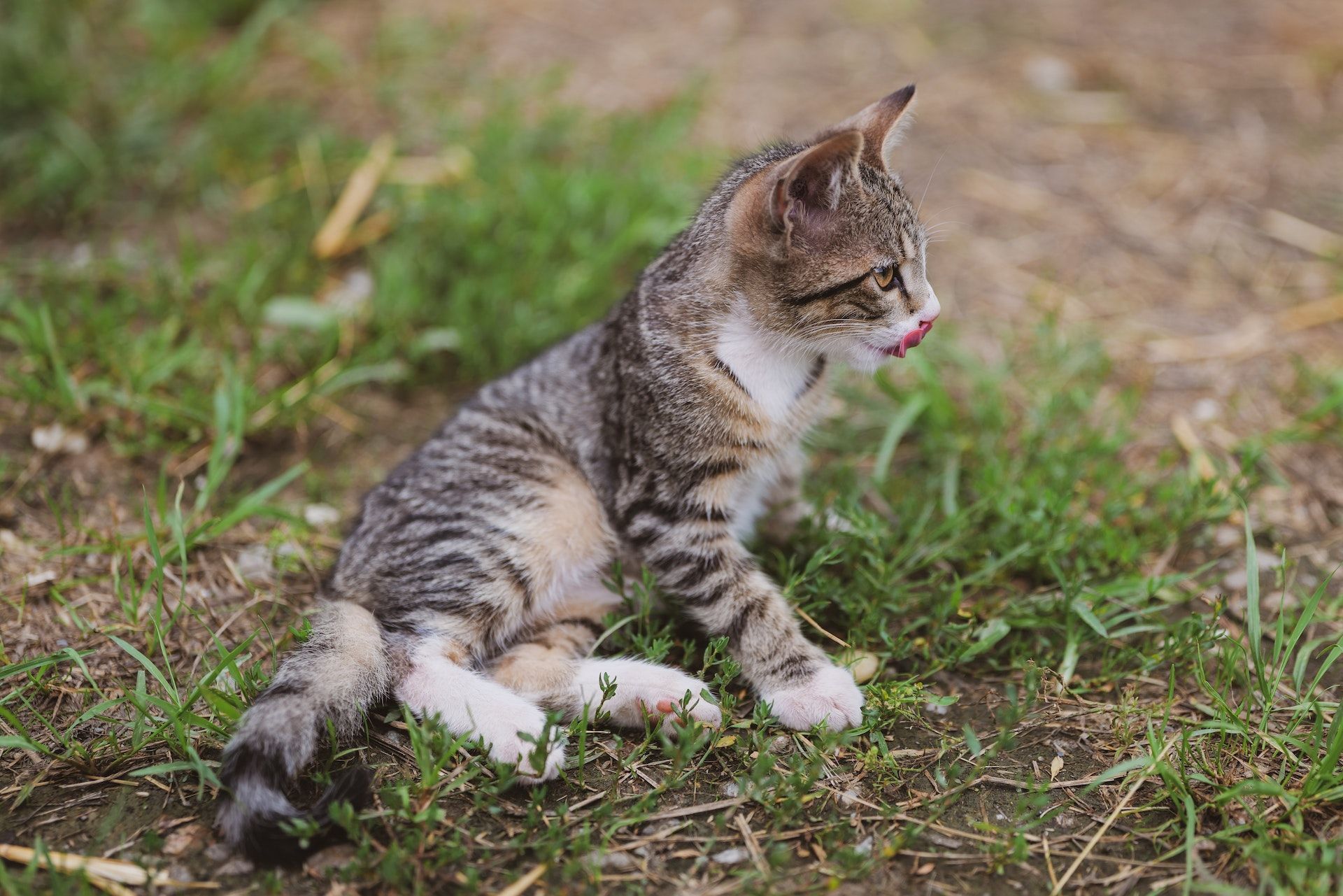 25 серпня кішка довго і ретельно вимивається до теплої погоди / © Pexels