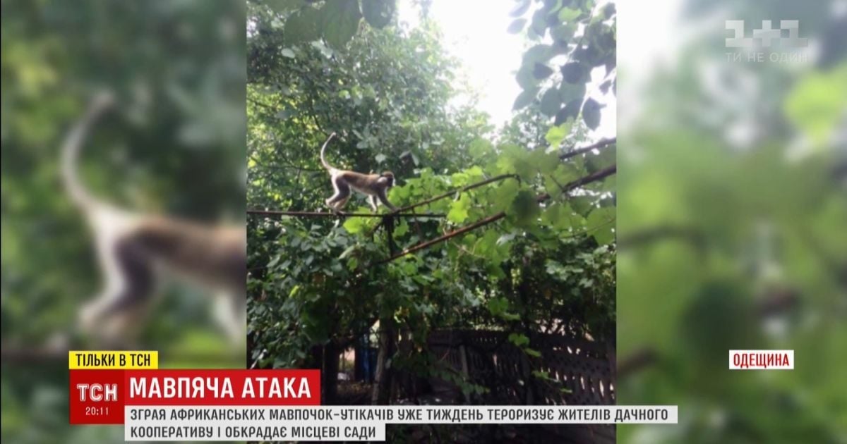 Зграя мавп обносить сади в дачному кооперативі на Одещині
