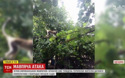 Зоозащитники придумали ловушку для стаи обезьян, которая досаждает дачникам в Одесской области