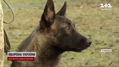 На Львівщині кінологи зі своїми напарниками-собаками складали іспити