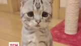 Печальный кот в мире собрал армию поклонников в социальных сетях
