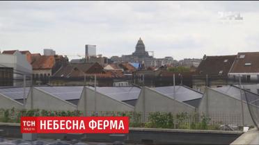 В центре Брюсселя на крыше разместили 4000 квадратных метров овощных плантаций