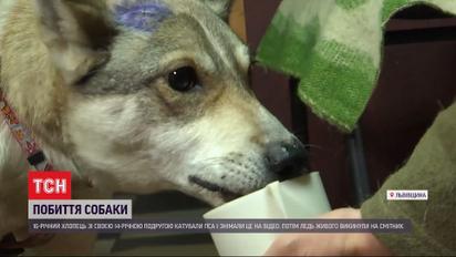 Во Львовской области подростки избили пса металлической палкой, а затем выбросили его на свалку