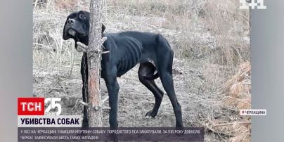Посреди леса в Черкасской области жители нашли замученную мертвую собаку | Новости Украины