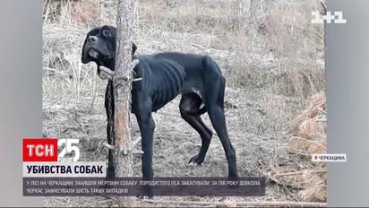 Посреди леса в Черкасской области жители нашли замученную мертвую собаку | Новости Украины