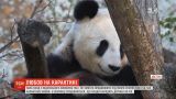 Панды из венского зоопарка не смогли продолжить род во время карантина