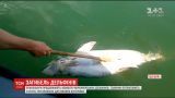 Браконьеры на Одесчине прямо на территории биосферного заповедника убивают дельфинов