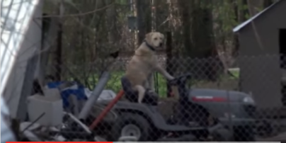 В Сети появилось видео со странной собакой за рулем газонокосилки