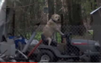 В Сети появилось видео со странной собакой за рулем газонокосилки