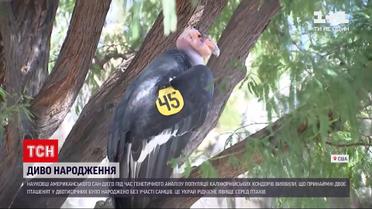 Новини світу: у Сан-Дієго вчені зробили приголомшливе відкриття про пташенят каліфорнійського кондора