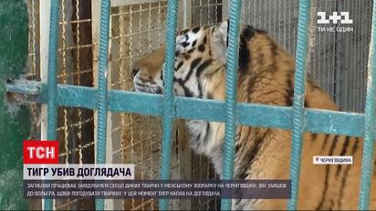 Новини України: чому тигр напав на досвідченого доглядальника