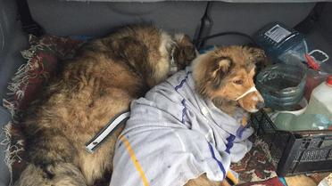 Обох собак врятували та відвезли до притулку / © facebook.com/den.podolchak