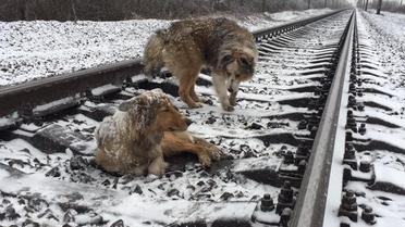 Обох собак врятували та відвезли до притулку / © facebook.com/den.podolchak