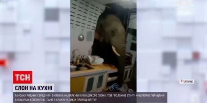 Новини світу: тайська родина серед ночі виявила на власній кухні дикого слона