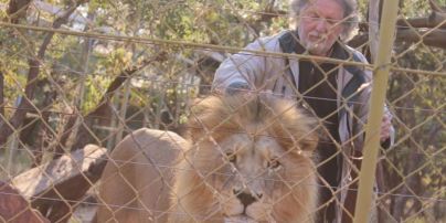 В Южной Африке застрелили трех львов, которые растерзали своего владельца