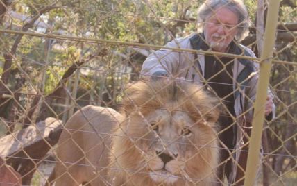 В Южной Африке застрелили трех львов, которые растерзали своего владельца