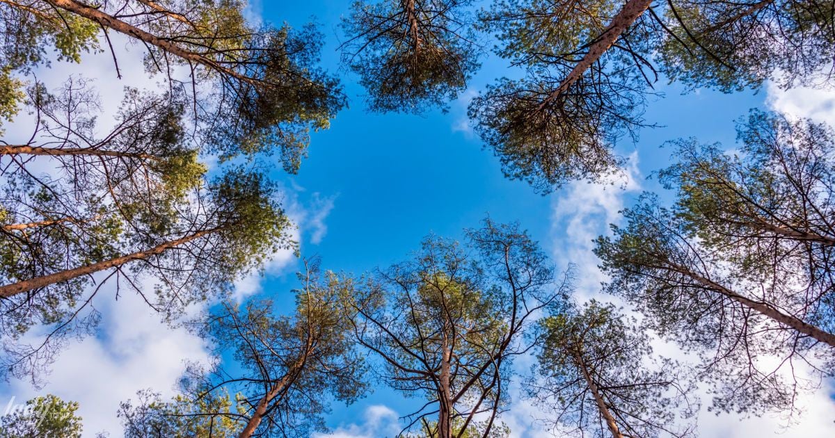 Дерева на тлі неба