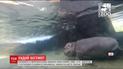 Крихітного бегемотика вагою в 122 кілограми вперше показали загалу в зоопарку Огайо