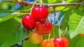Варенье из белой черешни от Андрея Величко