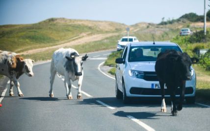 Бродят по улицам и полем для гольфа: в британском поселке туристка стала жертвой нападения коровы (фото)