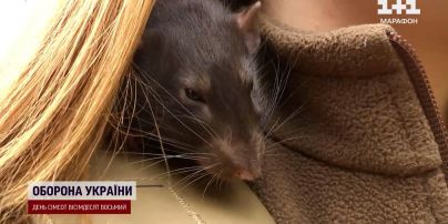 Бойова одиниці і віддушина для побратимів! У гарячих точках "виконує завдання" військовий пацюк