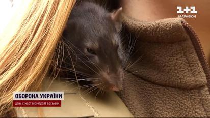 Бойова одиниці і віддушина для побратимів! У гарячих точках "виконує завдання" військовий пацюк