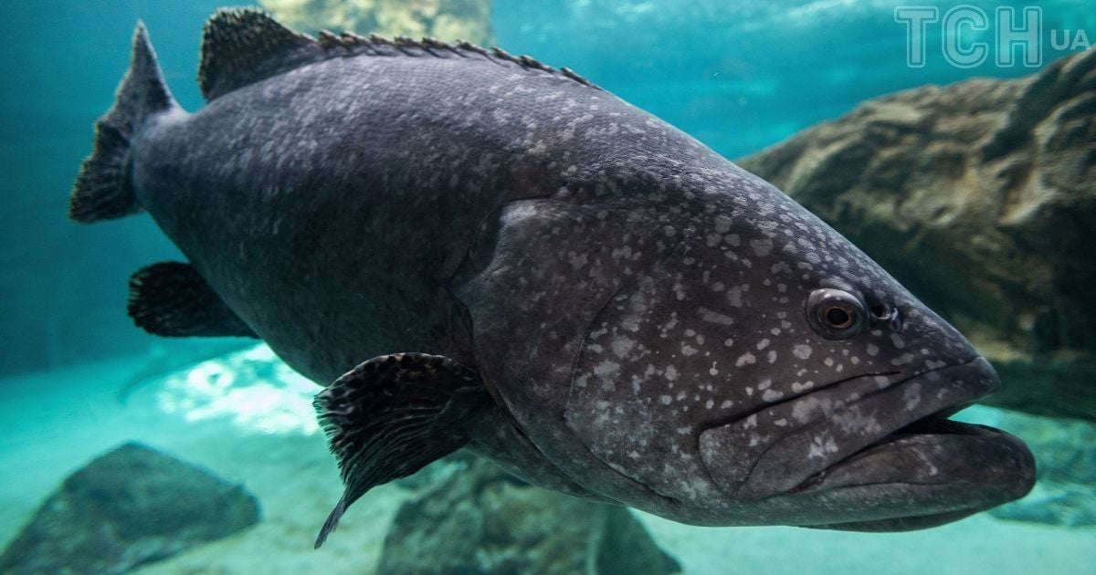 Окунь Epinephelus lanceolatus