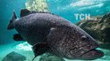 Окунь Epinephelus lanceolatus