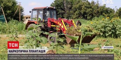 Новини України: у Херсонській області правоохоронці знищили рекордну плантацію конопель
