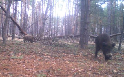 Треба остерігатися, а не милуватися: у Чорнобильському заповіднику показали дикого звіра, який нападає на людей