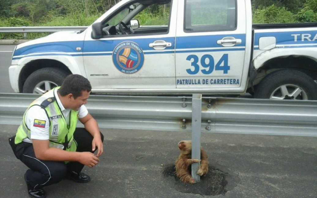 Ленивца показали ветеринару, чтобы убедиться, что с ним все в порядке / © jalopnik.com