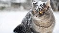 Як допомогти котам пережити морози