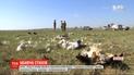 Мощный ветер, град и ливень убили почти полтысячи птиц в Одесской области