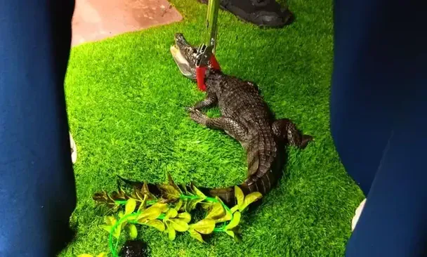 Крокодил Лайл / © The LAD bible