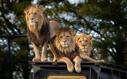 Трьох левів та тигрицю з Буковини відправили назад до Африки: як везли тварин
