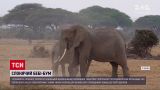 Новости мира: в кенийском заповеднике зафиксировали слоновий бэби-бум