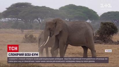 Новини світу: у кенійському заповіднику зафіксували слонячий бебі-бум