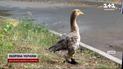 Гусь в сапогах! Гоша из Днепра стал звездой микрорайона