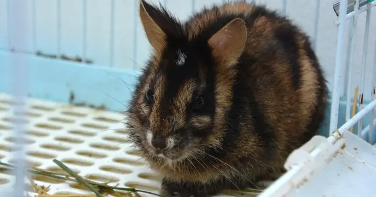 Аннамський смугастий кролик