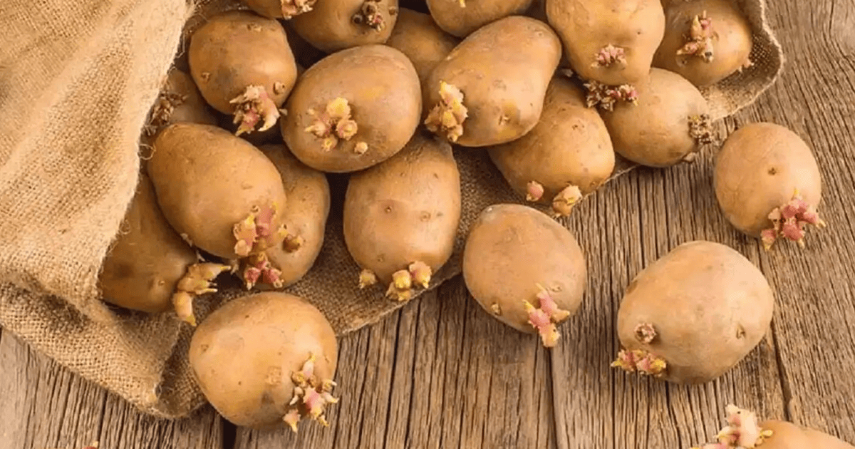 Що робити, щоб картопля не проростала в погребі