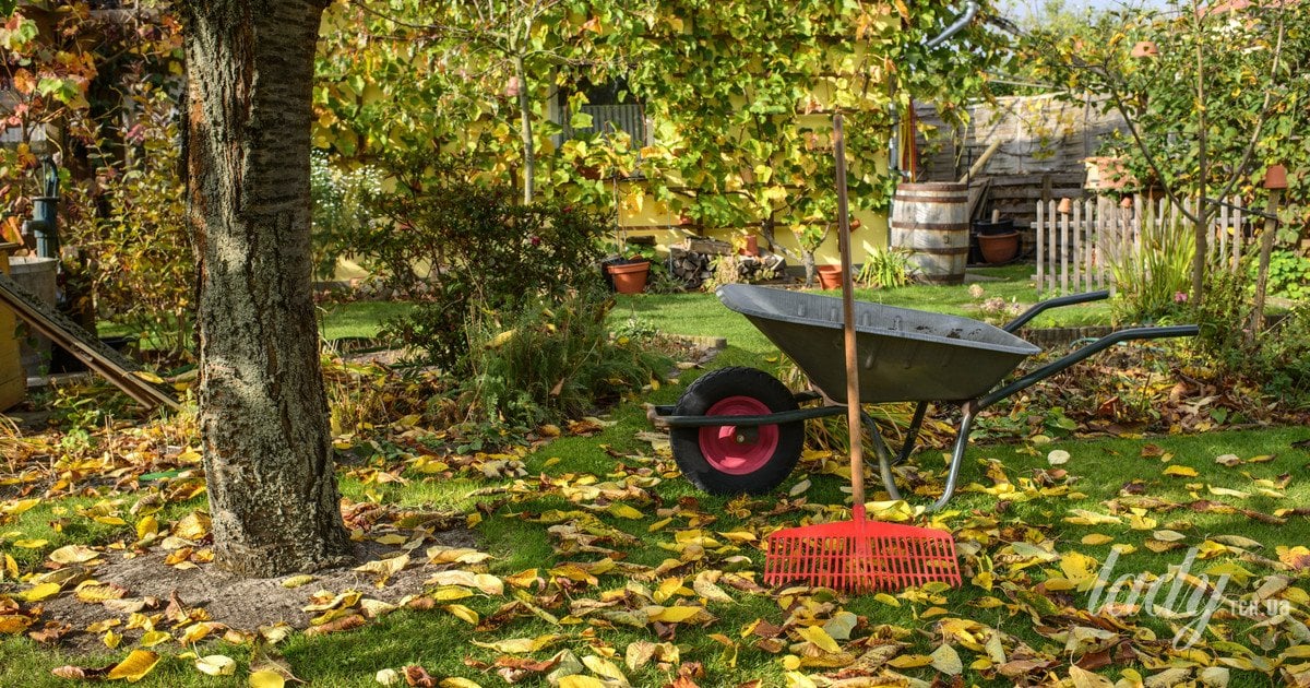Що потрібно встигнути зробити в саду у жовтні