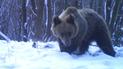 У Карпатах прокинулися ведмеді: можуть бути небезпечними