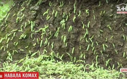 Днепровские парки атакуют "армии" зеленой гусеницы