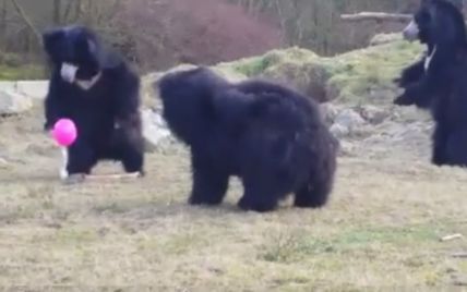 Юзеров порадовало видео с забавными медведями, которые играют с розовым шариком