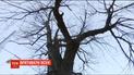 На Подоле киевляне защищают ясень от коммунальщиков