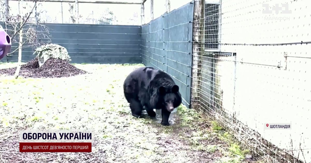 Года в честь животных. Года в честь животных
