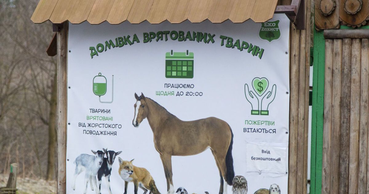 У Львові влаштували благодійний ярмарок і зібрали кошти для врятованих тварин