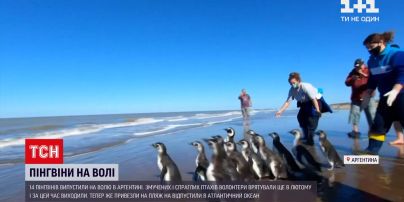Новини світу: в Аргентині випустили на волю 14 пінгвінів