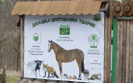 Во Львове устроили благотворительную ярмарку и собрали деньги для спасенных животных